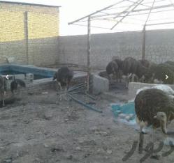 فروش مزرعه شترمرغ باشترمرغ مولد وگوشتی